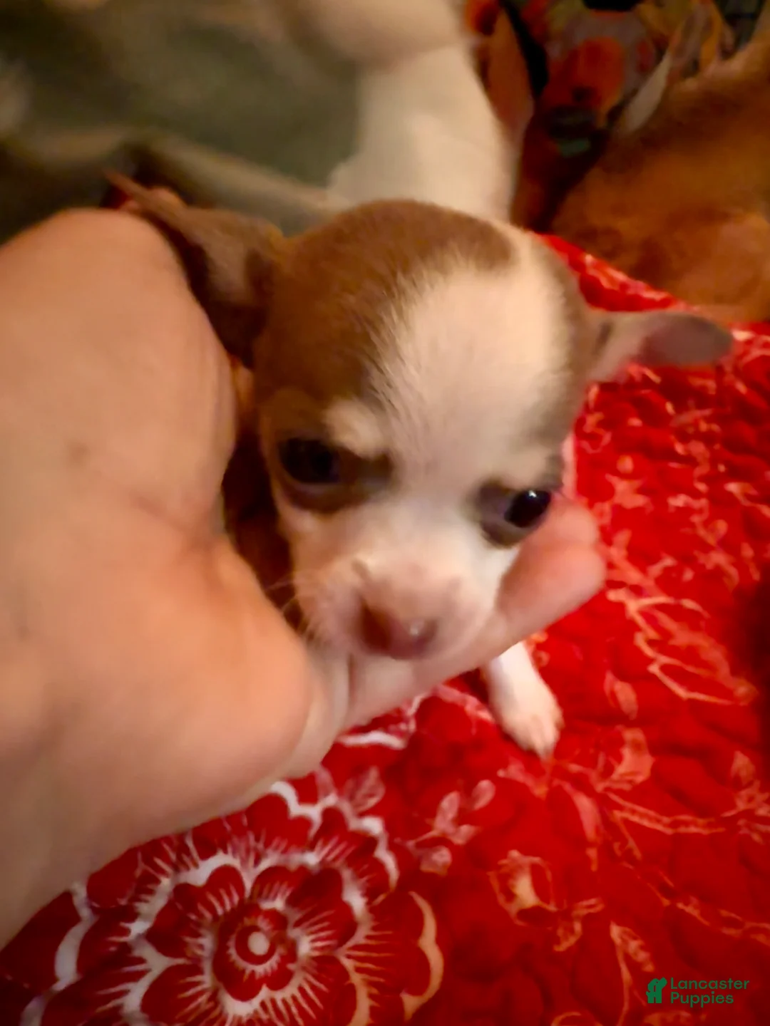 Chihuahua dogs for sale: Firdie - Ad 6