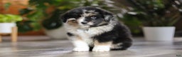 Miniature Australian Shepherd dogs for sale: Lindt - Ad 5