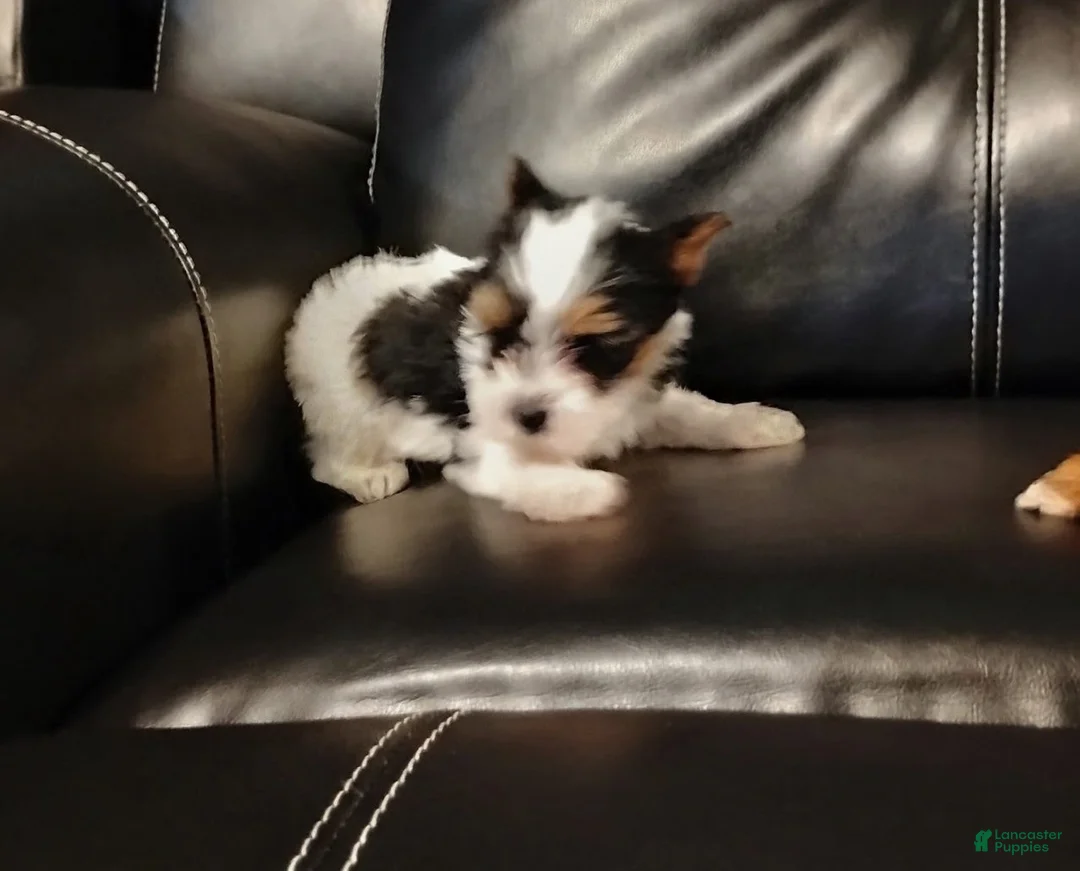 Yorkshire Terrier dogs for sale: Yorkshire Terrier 1 - Ad 1
