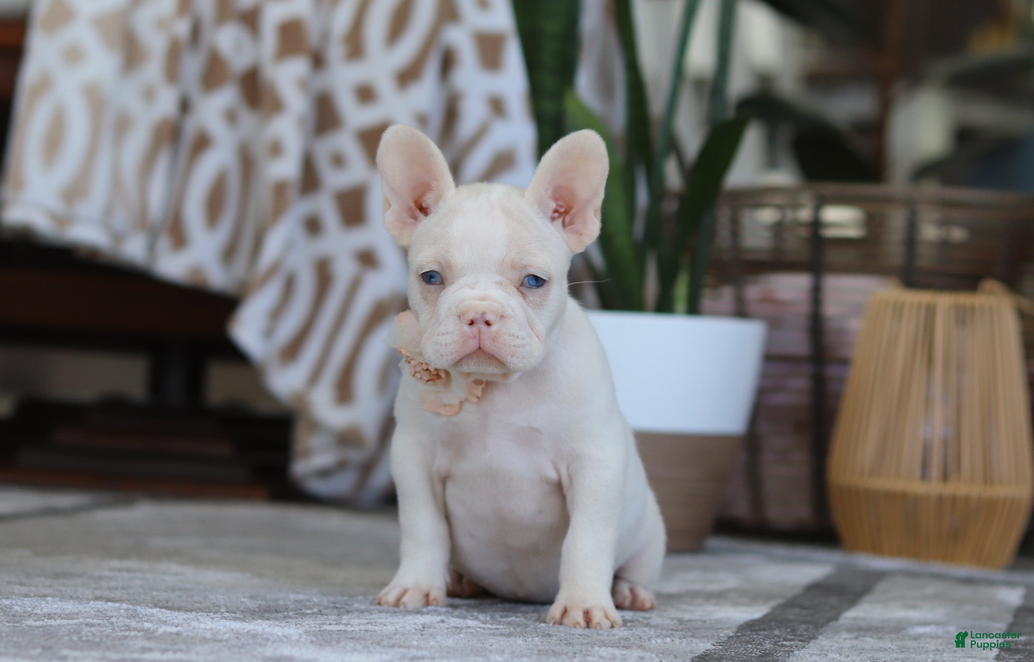 French Bulldog dogs Bree - Ad 2