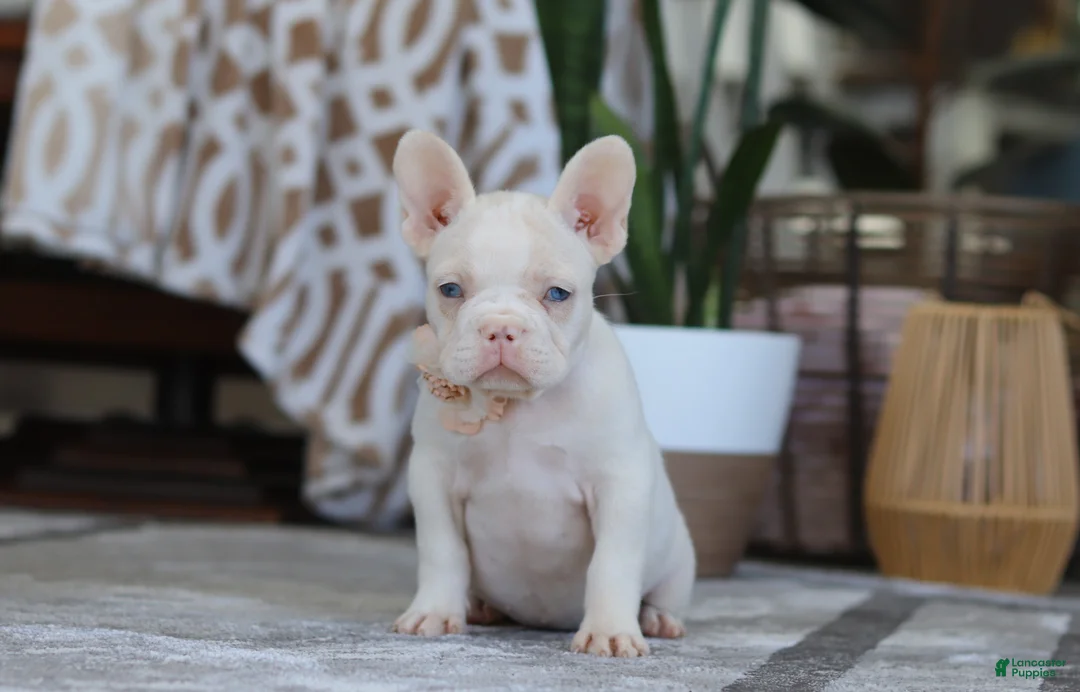 French Bulldog dogs for sale: Bree - Ad 2