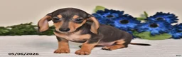 Miniature Dachshund dogs for sale: Lily - Ad 1