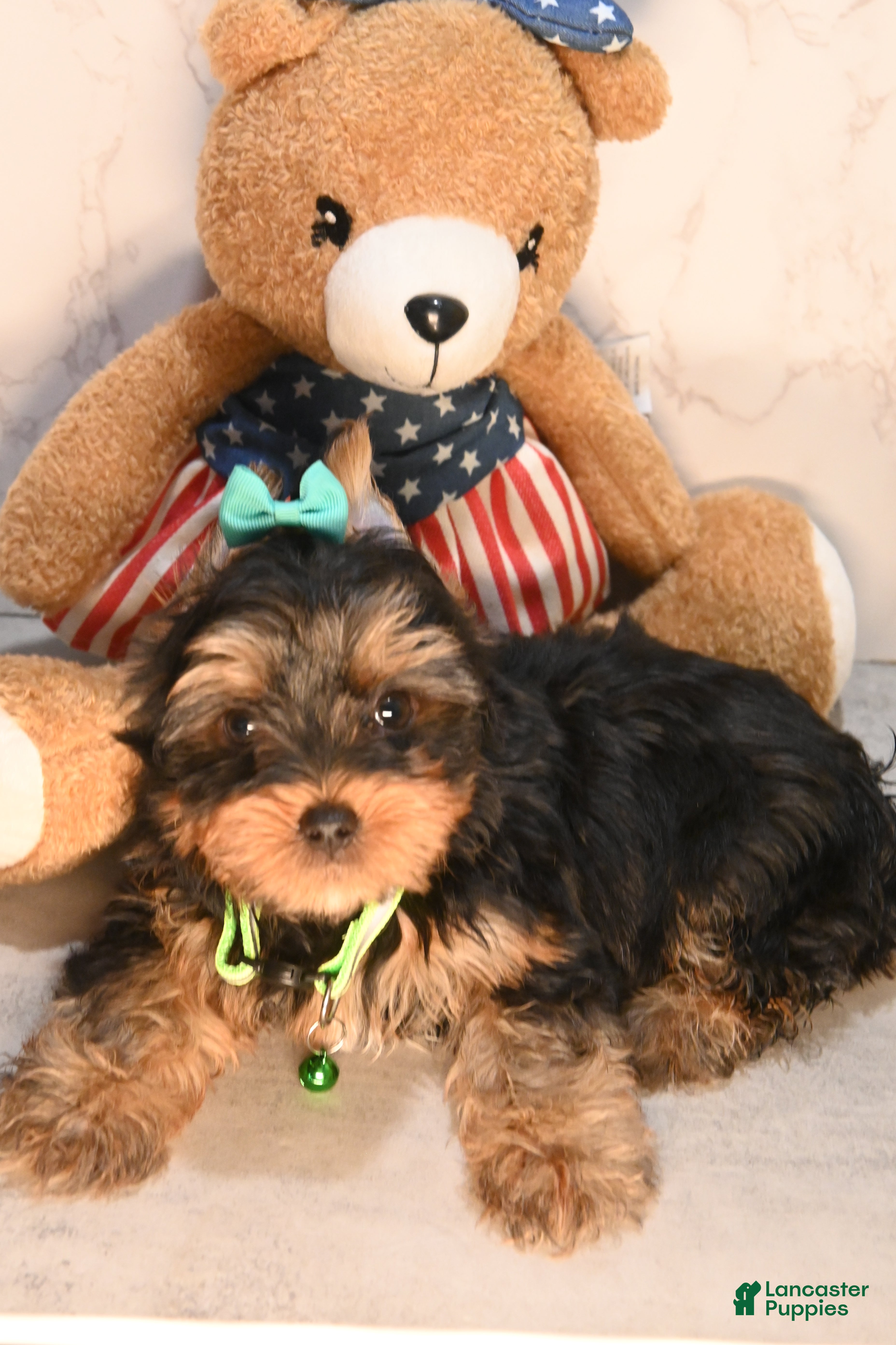 Yorkshire Terrier dogs for sale: Teacup Tyler  - Ad 3