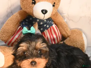 Yorkshire Terrier dogs for sale: Teacup Tyler - Ad 3