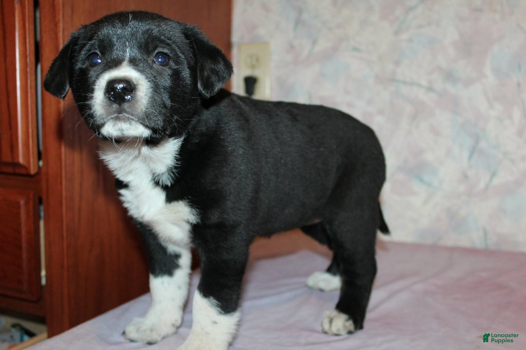 Goldador dogs for sale: Luna - Ad 4