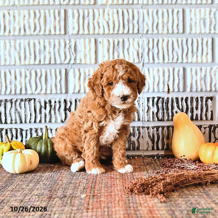 Mini Goldendoodle dogs for sale: Oakley - Ad 2