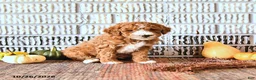 Mini Goldendoodle dogs for sale: Oakley - Ad 2
