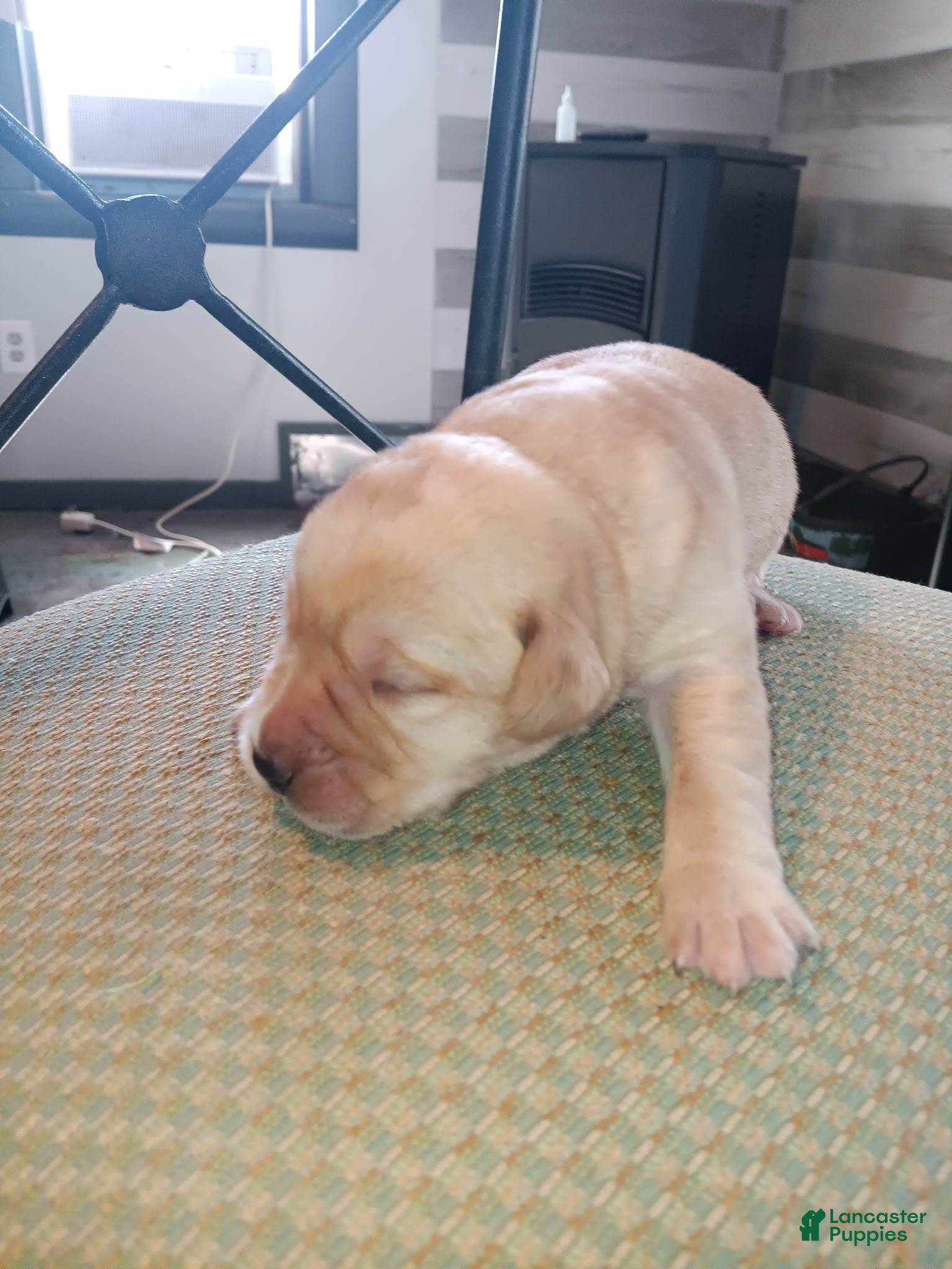 Labrador Retriever dogs Labrador Retriever Puppy 4 - Ad 3