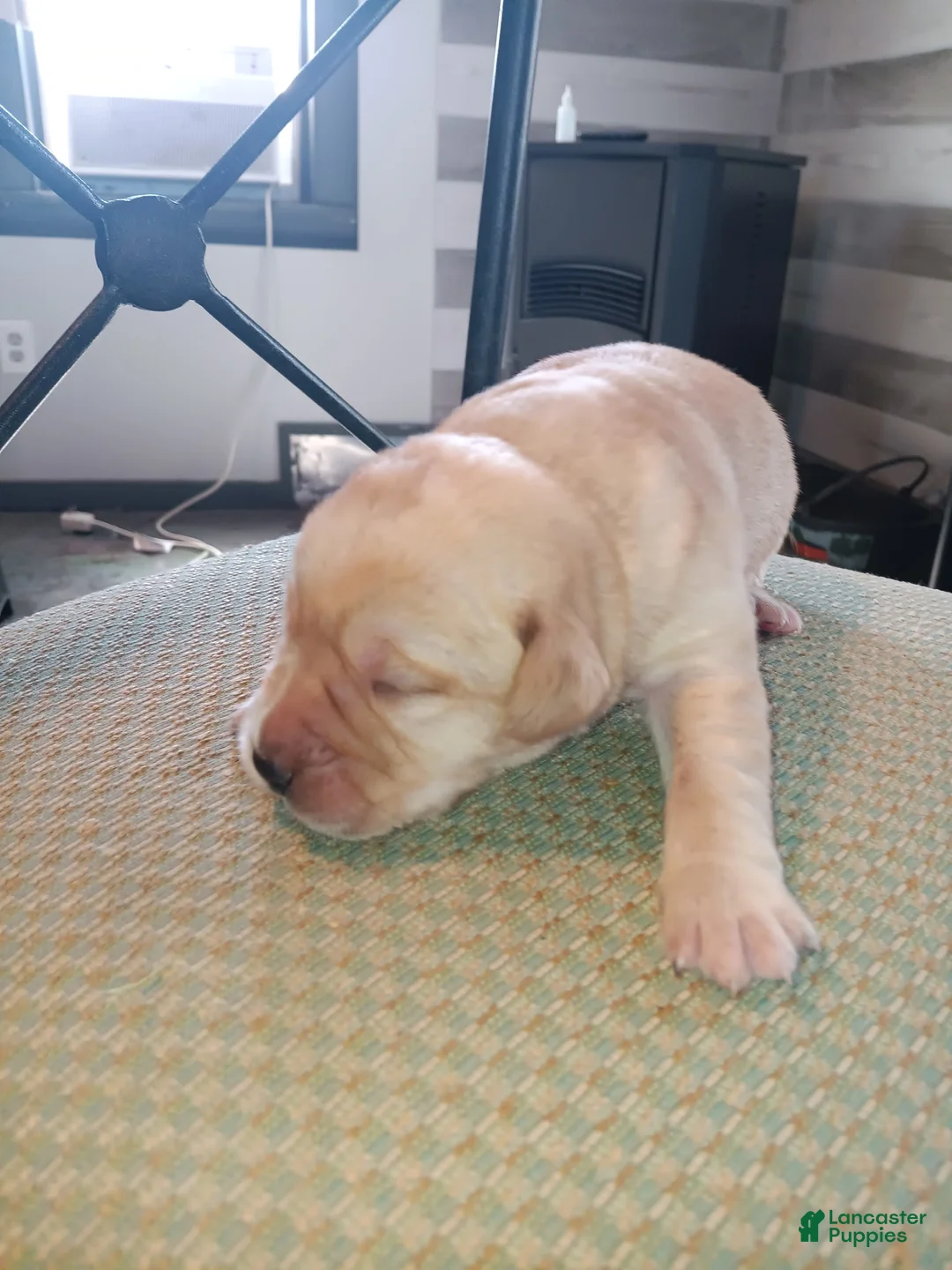 Labrador Retriever dogs for sale: Labrador Retriever Puppy 4 - Ad 1