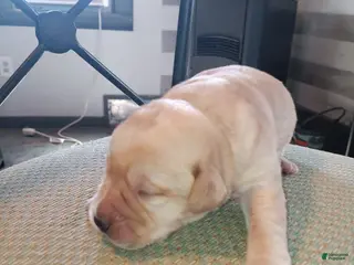 Labrador Retriever dogs Labrador Retriever Puppy 4 - Ad 3