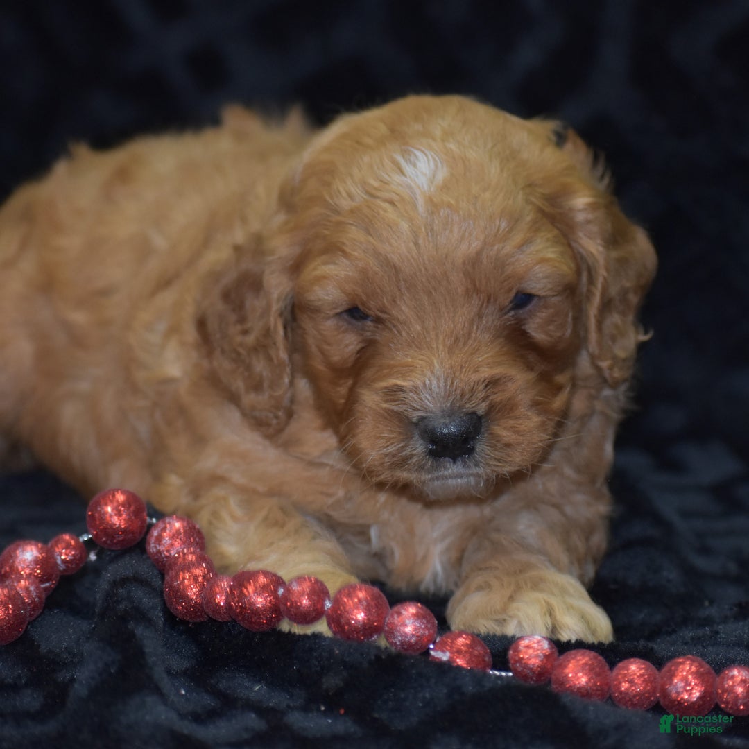 Mini Goldendoodle dogs for sale: Gregy - Ad 10