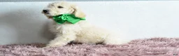 Goldendoodle dogs for sale:  Puppy 9-Weekend sale 💚 - Ad 3