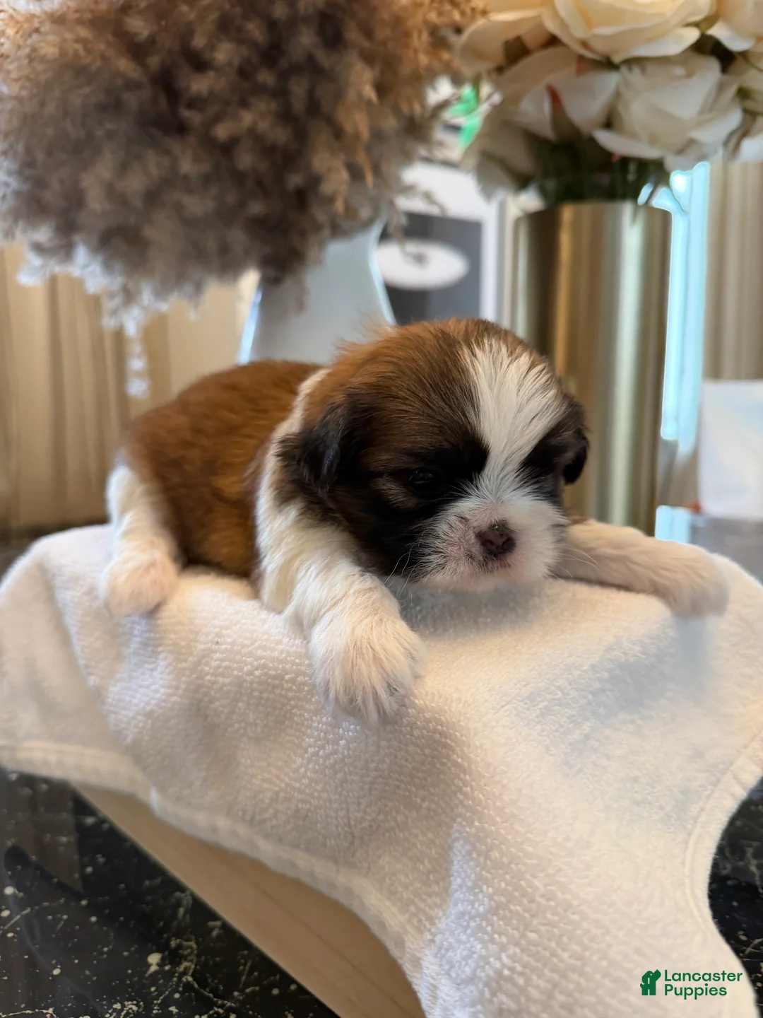 Shih Tzu dogs for sale: Rainy 🌧️ | Female - Price Negotiable - Ad 1