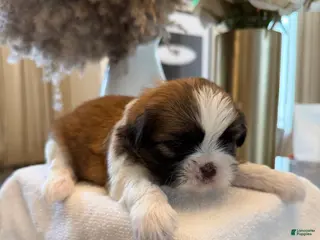 Shih Tzu dogs for sale: Rainy đ§ď¸ | Female - Price Negotiable - Ad 2