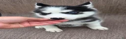 Siberian Husky dogs for sale: Emerson  - Ad 3