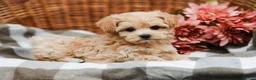 Maltipoo dogs for sale: Cecelia - Ad 3