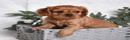 Cavalier King Charles Spaniel dogs for sale: Kiki - Ad 3