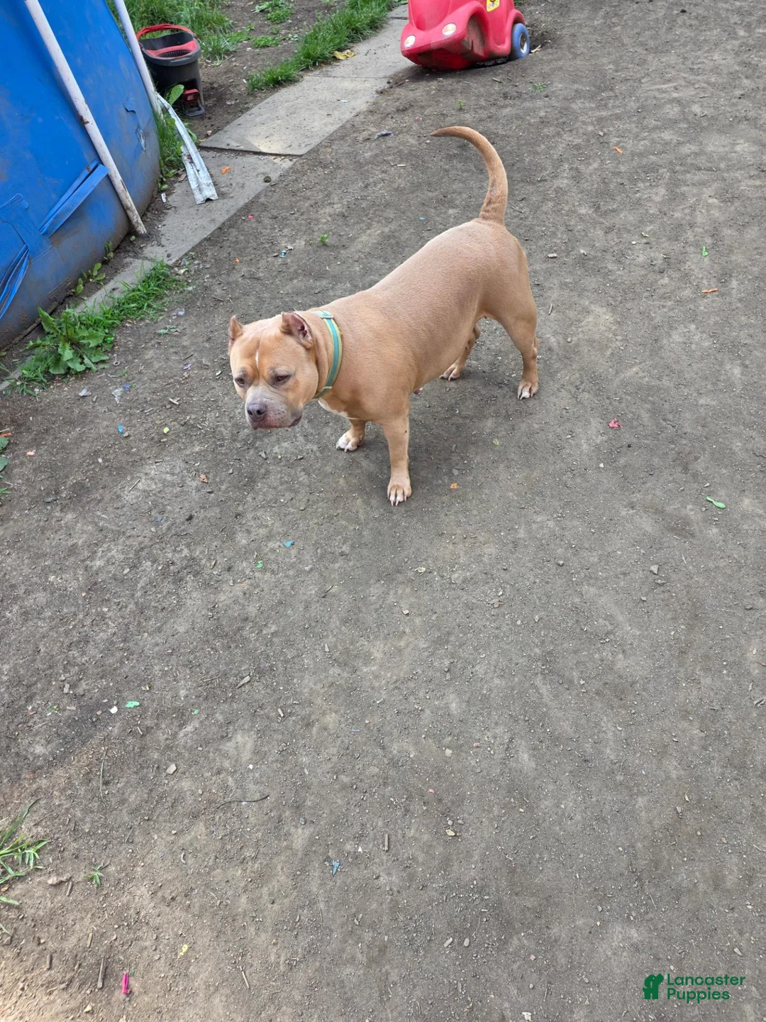 American Bully dogs for sale: American Bully 1 - Ad 3
