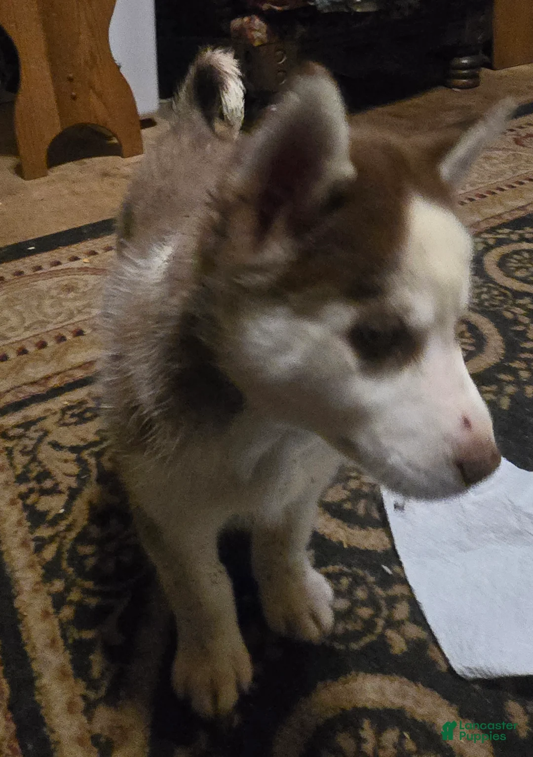Siberian Husky dogs for sale: Cassidy - Ad 7
