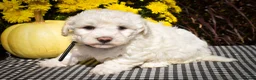 Maltese dogs for sale: Dixie💕   - Ad 5