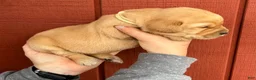 Labrador Retriever dogs for sale: Phyllis Phillie- White - Ad 4