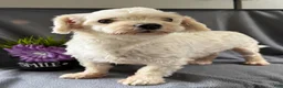 Morkie dogs for sale: Wonder - Ad 6