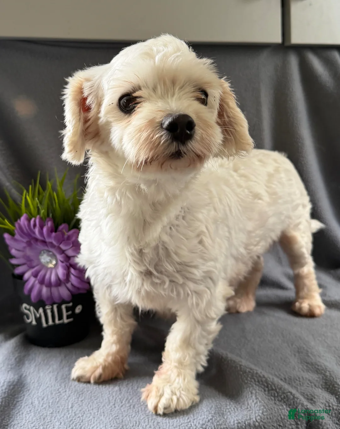 Morkie dogs for sale: Wonder - Ad 6
