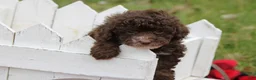 Toy Poodle dogs for sale: Kayla - Ad 3