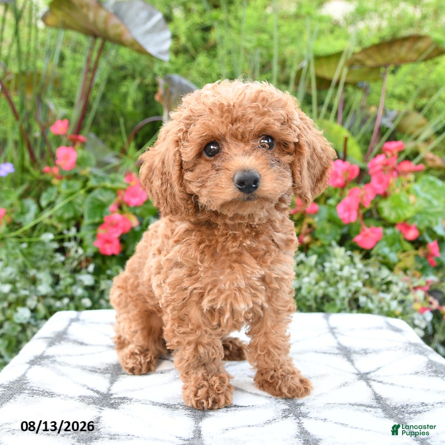 Toy Poodle dogs Ayla - Ad 1