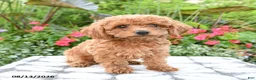 Toy Poodle dogs for sale: Ayla - Ad 1