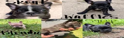 Frenchton dogs for sale: Blondie - Ad 3