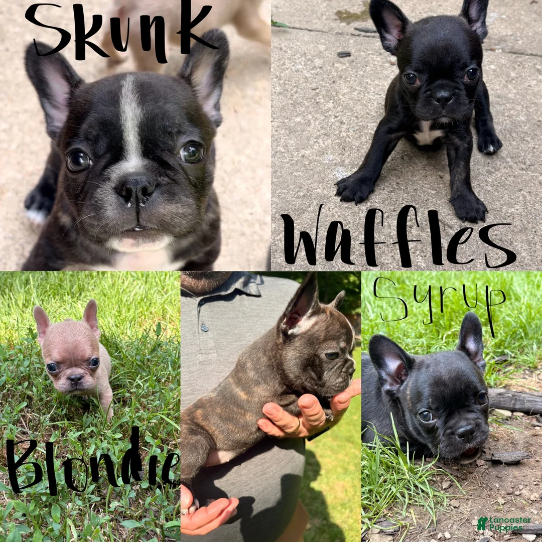 Frenchton dogs for sale: Blondie - Ad 3