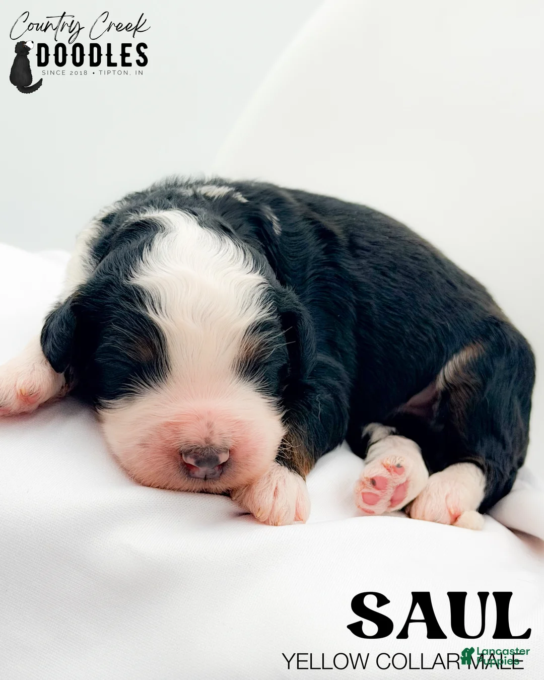 Bernedoodle dogs for sale: Saul - Ad 2
