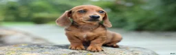 Miniature Dachshund dogs for sale: Tyson 💙 - Ad 18