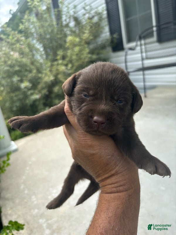 Labrador Retriever dogs Hershey  - Ad 25
