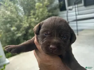 Labrador Retriever dogs Hershey - Ad 25