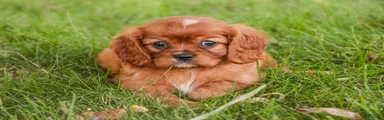 Florie Cavalier King Charles Spaniel 