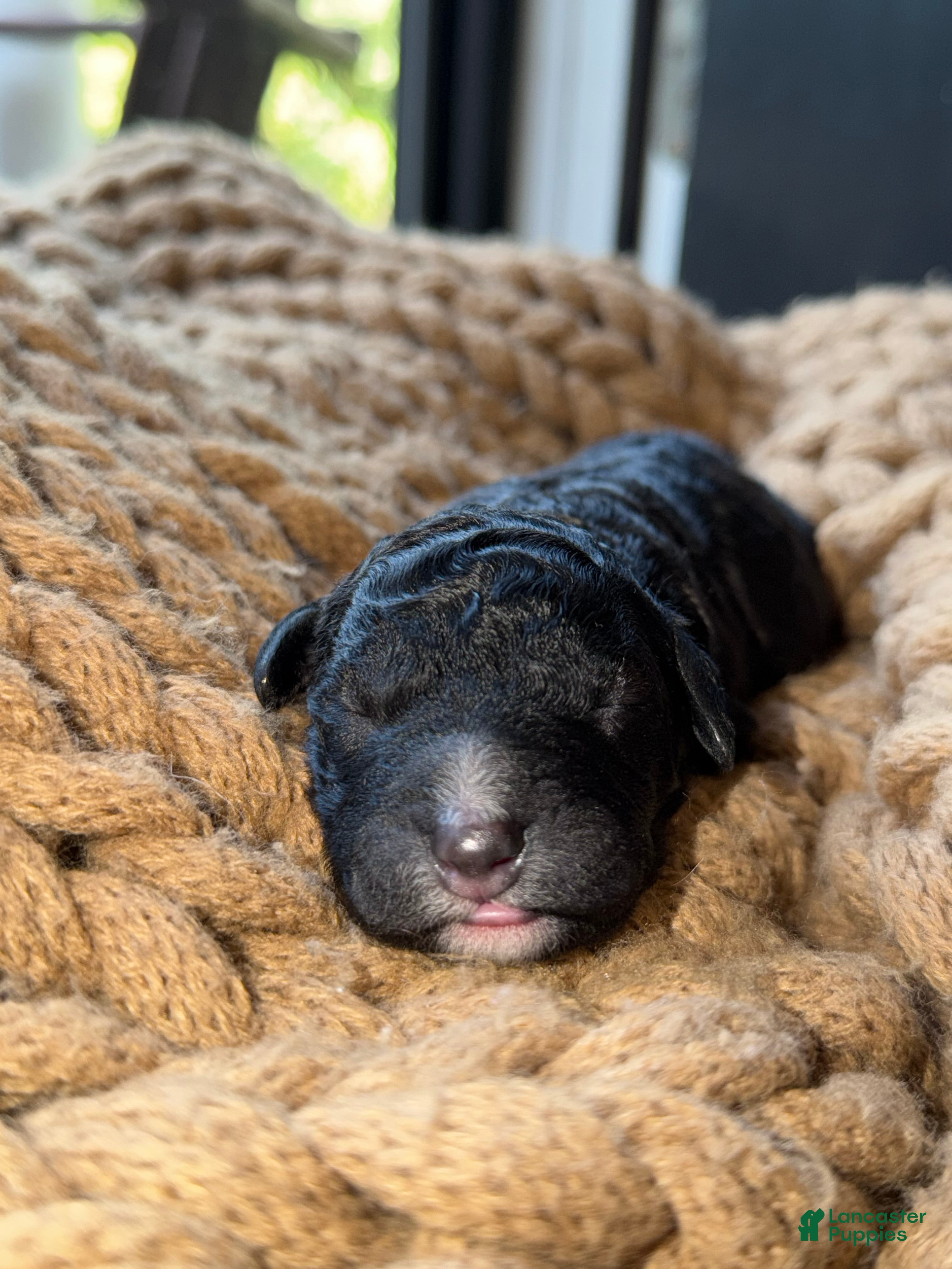 Bernedoodle dogs Nova - Ad 13