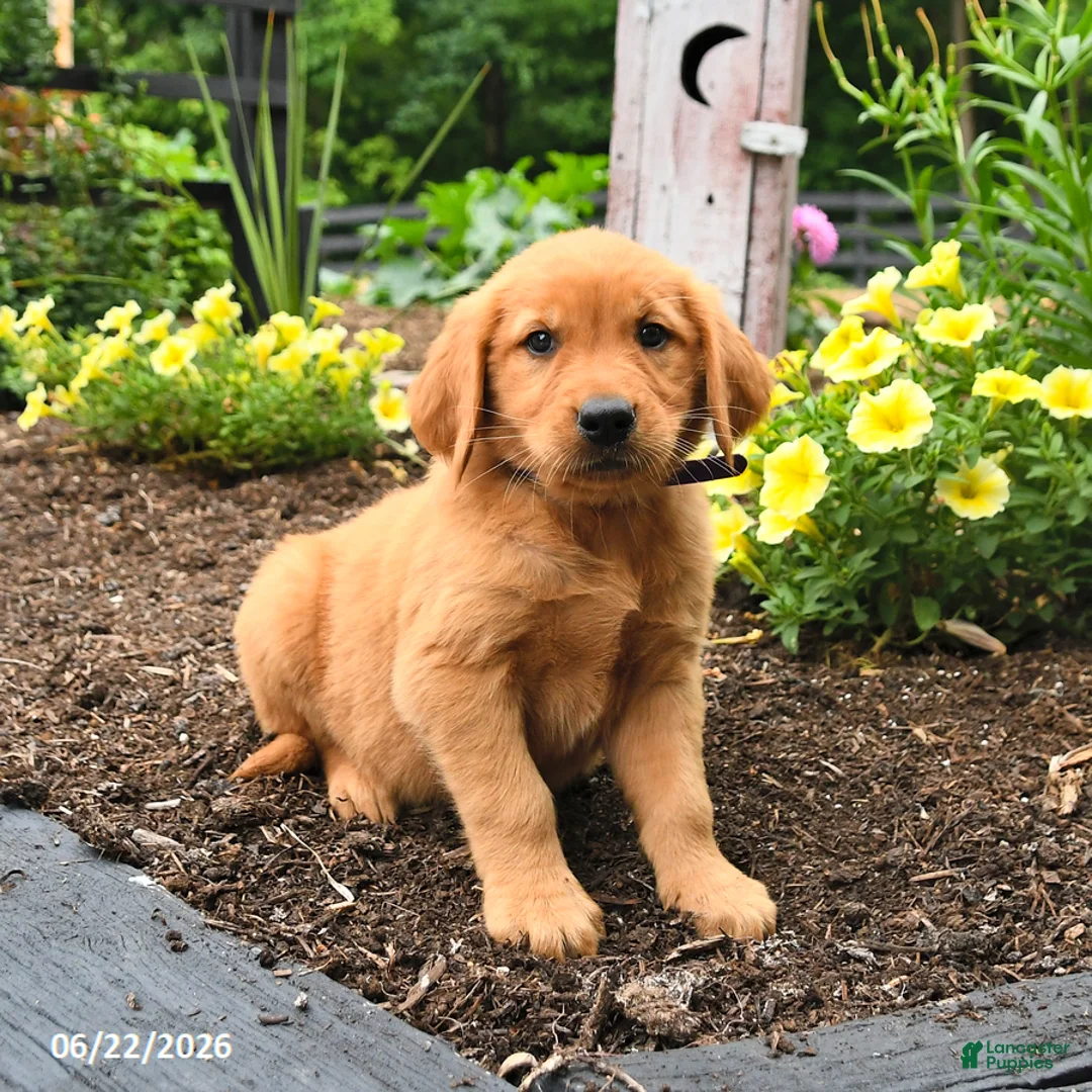 Golden Retriever dogs for sale: Ruby - Ad 2