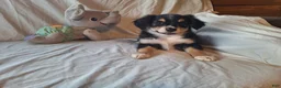 Miniature Australian Shepherd dogs for sale: Gizmo - Ad 3