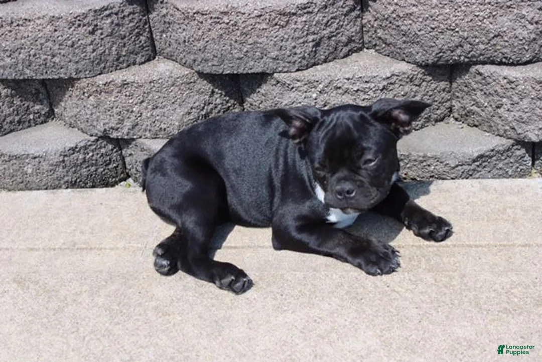French Bulldog dogs for sale: Amy - Ad 2