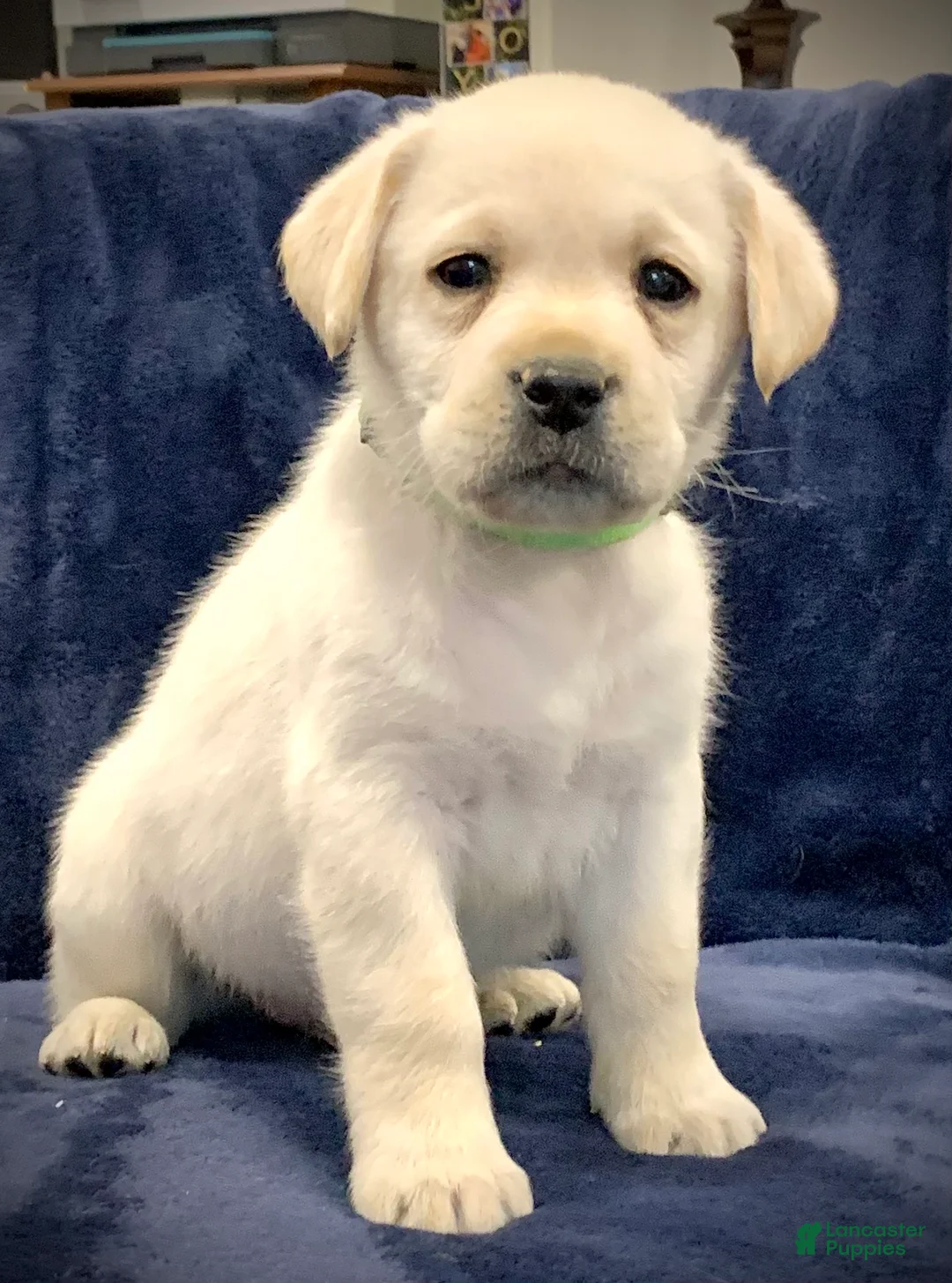 Labrador Retriever dogs for sale: Antler - Ad 6