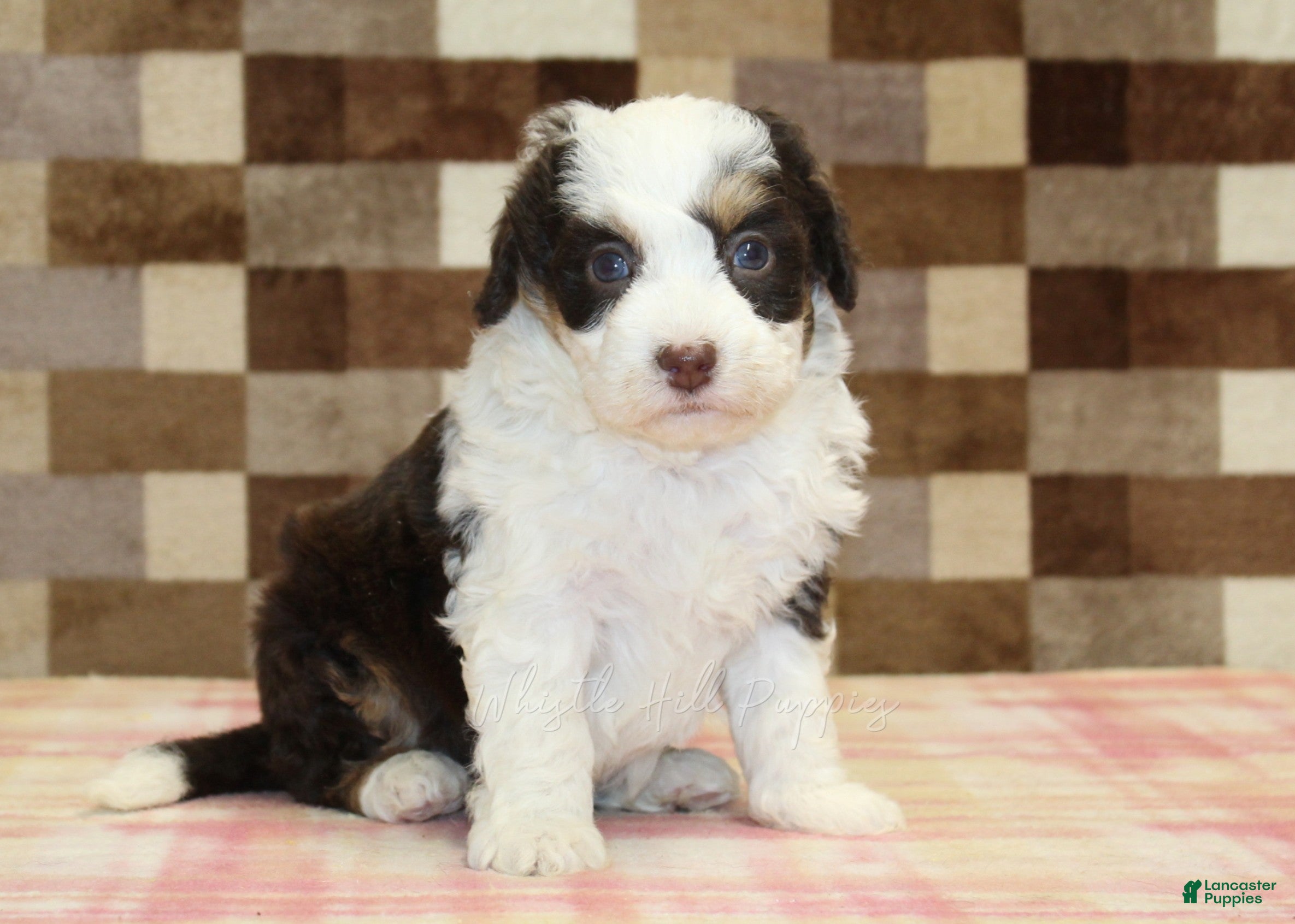 Mini Bernedoodle dogs Hershey - Ad 1