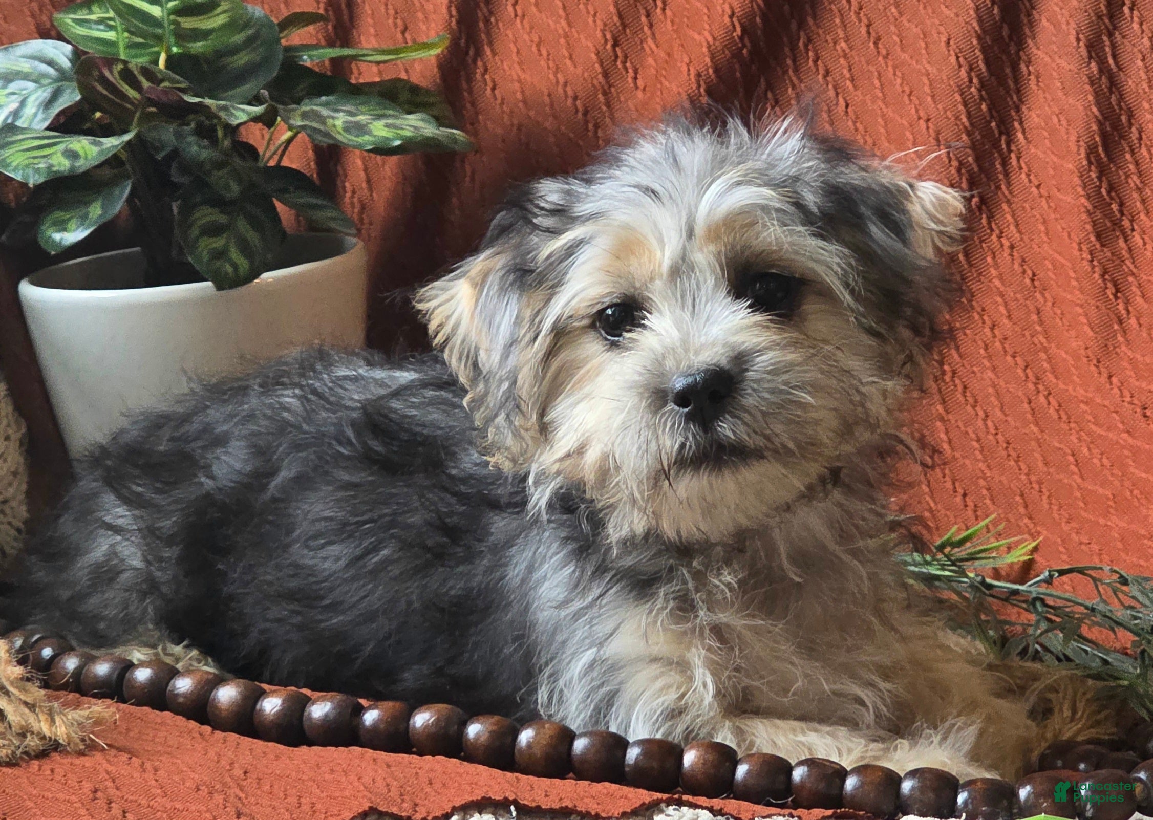 Mixed Breed dogs for sale: Iris - Ad 40