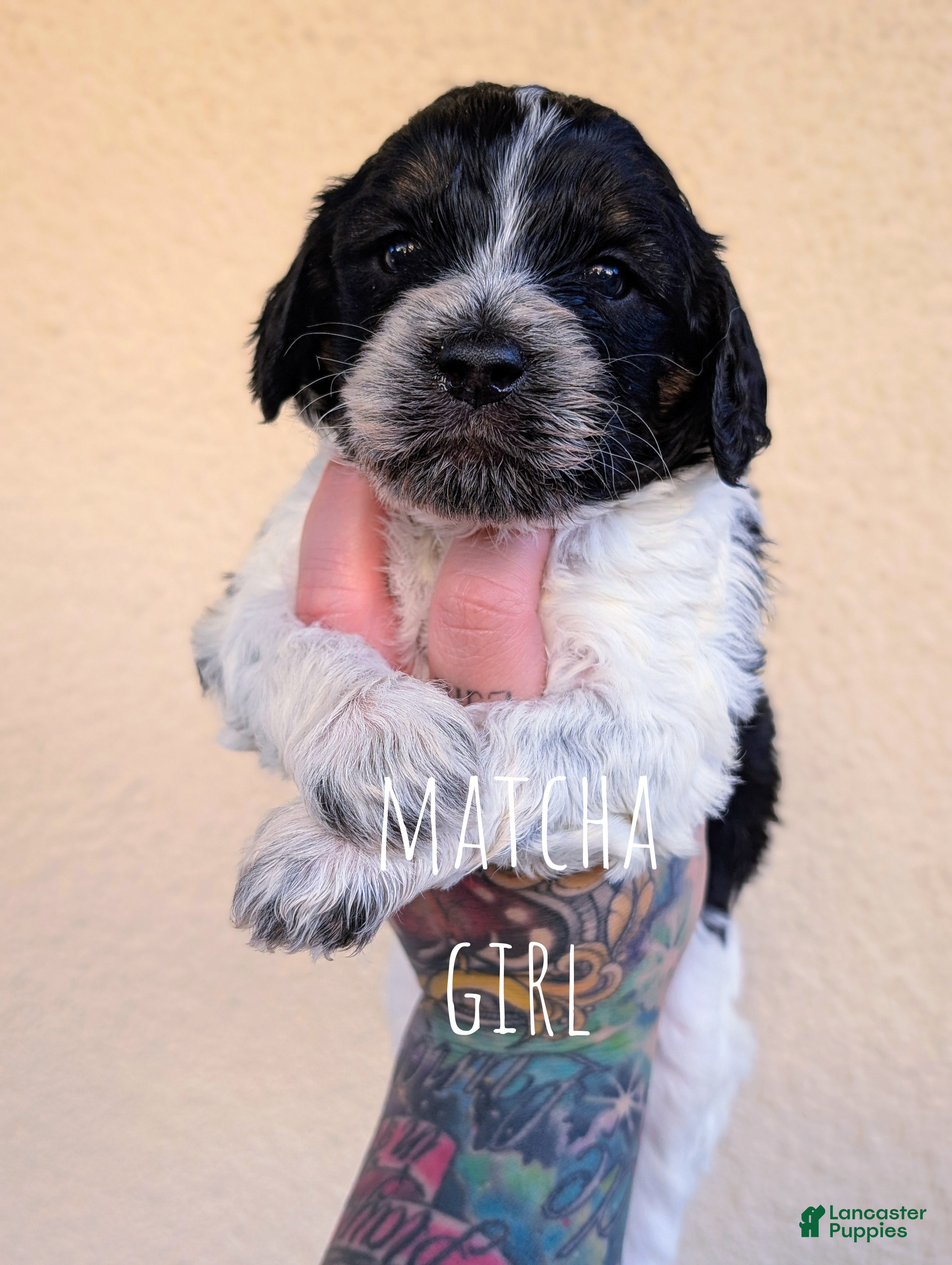 Mixed Breed dogs MATCHA - Ad 6