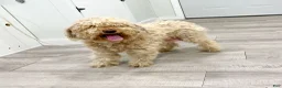 Cavapoo dogs for sale: Bryce - Ad 6