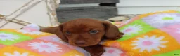 Miniature Dachshund dogs for sale: Mike - Ad 2