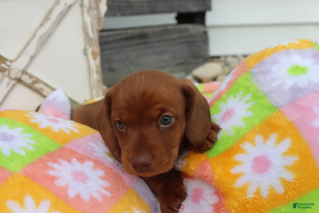 Miniature Dachshund dogs for sale: Mike - Ad 2