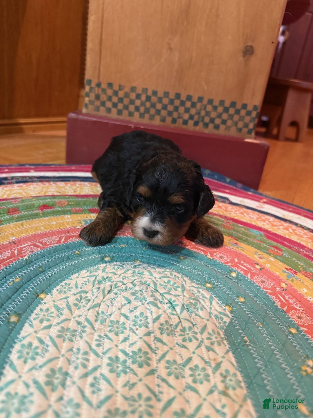 Mini Bernedoodle dogs for sale: Olive - Ad 1