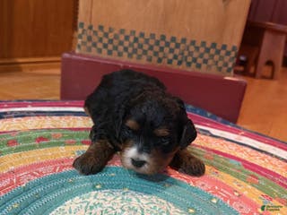 Mini Bernedoodle dogs Olive - Ad 14